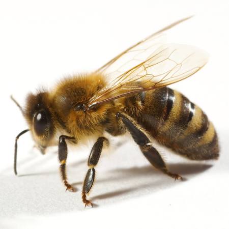 bitė, musė, medus Tomo Jesenicnik - Dreamstime