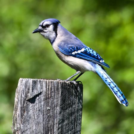 paukštis, medis, kamienas, mėlyna Wendy Slocum - Dreamstime