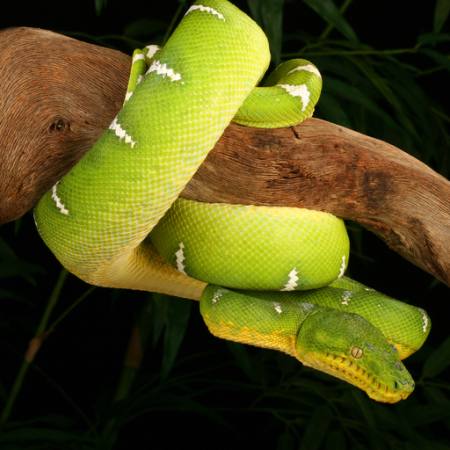 gyvatės, laukinės, laukinės gamtos, filialas, žalia Johnbell - Dreamstime