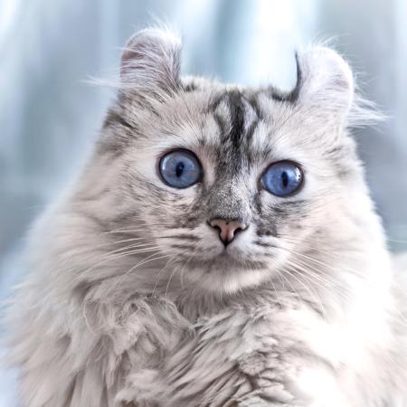 katė, akys, gyvūnas Eugenesergeev - Dreamstime