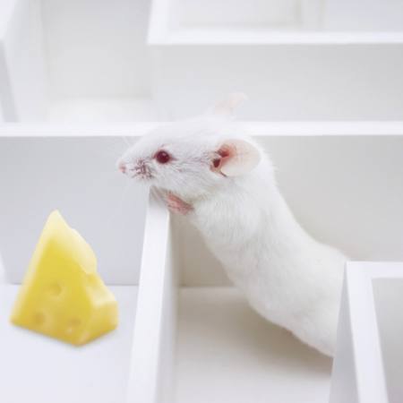 pelė, pelės, sūris, labirintas Juan Manuel Ordonez - Dreamstime