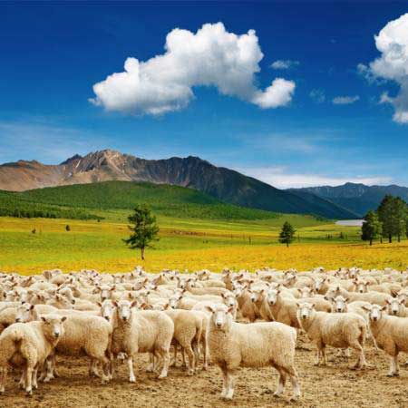 avys, avys, gamta, kalnas, dangus, debesys, bandos Dmitry Pichugin - Dreamstime