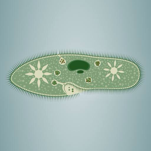 pėdsakas, dumbliai, žalia, žvaigždė, mikroskopinis, audinių Vladimir Zadvinskii (Vladimiraz)