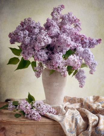 gėlės, vazos, violetinė, stalo, audiniai Jolanta Brigere - Dreamstime