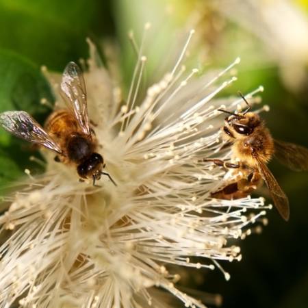 bitės, gamta, bitė, Lenkija, gėlių Sheryl Caston - Dreamstime