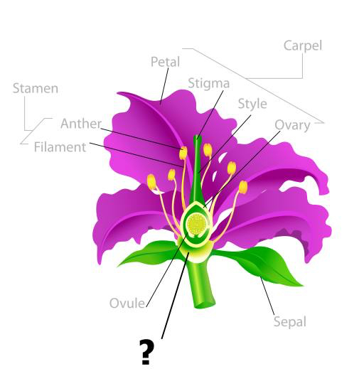 augalas, piešinys, kuokelis, Žiedlapis, gijų, kiaušialąstė Snapgalleria