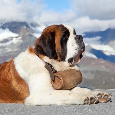 šuo, statinės, kalnų Swisshippo - Dreamstime
