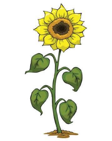 geltona, augti, gėlė, žalia, augalas Dedmazay - Dreamstime