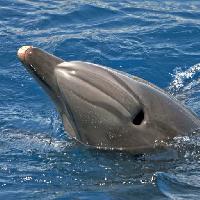 Pixwords Vaizdas su jūra, gyvūnų, delfinų, banginių Avslt71