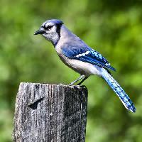 Pixwords Vaizdas su paukštis, medis, kamienas, mėlyna Wendy Slocum - Dreamstime