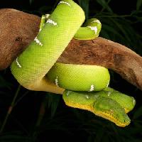Pixwords Vaizdas su gyvatės, laukinės, laukinės gamtos, filialas, žalia Johnbell - Dreamstime