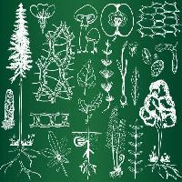 Pixwords Vaizdas su žalias, eskizas, medis, medžiai, lapai, grybai, obuoliai, vaisiai Kytalpa