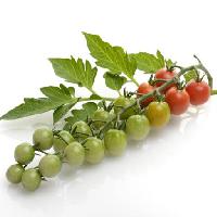Pixwords Vaizdas su vaisiai, daržovės, pomidorai, pomidorų, žalia, raudona, lapai, maisto Svetlana Foote (Saddako123)