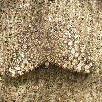 Pixwords Vaizdas su drugelis, vabzdys, medis, žievė Wilm Ihlenfeld - Dreamstime