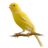 paukštis, geltona Isselee - Dreamstime