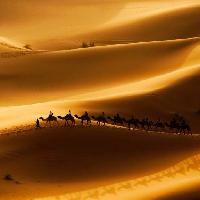 Pixwords Vaizdas su smėlis, dykuma, kupranugariai, gamta Rcaucino