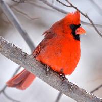 Pixwords Vaizdas su paukštis, raudona, gyvūnas, laukinis (Markwatts104)