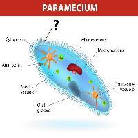 Pixwords Vaizdas su Paramecium, mikrobranduolių Designua