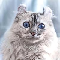Pixwords Vaizdas su katė, akys, gyvūnas Eugenesergeev - Dreamstime