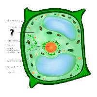 Pixwords Vaizdas su ląstelių, ląstelių, žalia, oranžinė, chloroplastų, NUCLEOS, vacuole Designua
