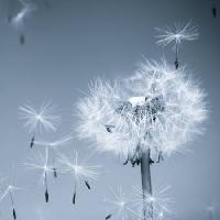 gėlė, musė, mėlynos, dangus, sėklos Mouton1980 - Dreamstime