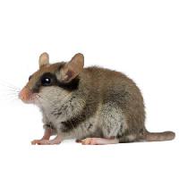 Pixwords Vaizdas su pelės, žiurkės, gyvūnų Isselee - Dreamstime
