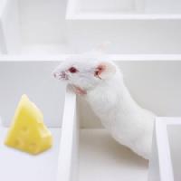 Pixwords Vaizdas su pelė, pelės, sūris, labirintas Juan Manuel Ordonez - Dreamstime