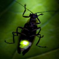 Pixwords Vaizdas su vabzdžių, gyvūnų, laukinių, laukinių gyvūnų, mažas, lapų, žalios Fireflyphoto - Dreamstime