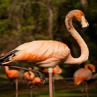 Pixwords Vaizdas su paukštis, gyvūnas, vanduo Nunoduarte - Dreamstime