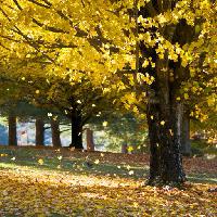 medis, medžiai, ruduo, lapai, geltona Daveallenphoto