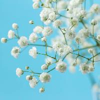 Pixwords Vaizdas su medis, balta, žydi, gėlės, gėlės Melica
