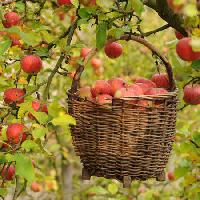 obuoliai, krepšys, medis Petr  Cihak - Dreamstime