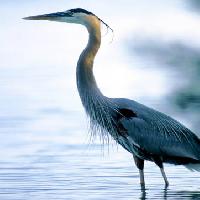 Pixwords Vaizdas su paukštis, gyvūnas, vanduo Roim - Dreamstime