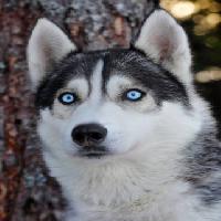 Pixwords Vaizdas su šuo, akys, mėlyna, gyvūnas Mikael Damkier - Dreamstime
