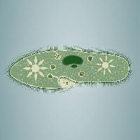 Pixwords Vaizdas su pėdsakas, dumbliai, žalia, žvaigždė, mikroskopinis, audinių Vladimir Zadvinskii (Vladimiraz)