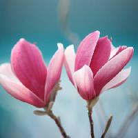 Pixwords Vaizdas su gėlė, rožinė Sofiaworld - Dreamstime