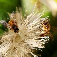 bitės, gamta, bitė, Lenkija, gėlių Sheryl Caston - Dreamstime