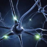 Synapse, galvos, neuronas, jungtys Sashkinw - Dreamstime