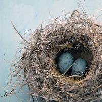 lizdą, kiaušinis, paukštis, mėlyna, namų,  Antaratma Microstock Images © Elena Ray - Dreamstime