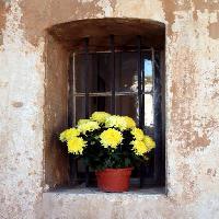 gėlės, gėlė, langas, geltona, siena Elifranssens