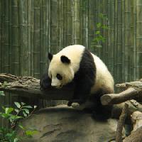 Panda Bear, mažas, juoda, balta, medis, miškas Nathalie Speliers Ufermann - Dreamstime