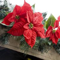 Pixwords Vaizdas su poinsettias, gėlė, raudona, sodas, augalai, Kalėdų Jose Gil - Dreamstime
