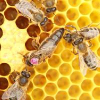 Pixwords Vaizdas su bitės, avilys, gyvūnai, vabzdžiai, vabzdžių, gyvūnų, medus Rtbilder