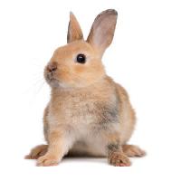 Pixwords Vaizdas su Bunny, triušių, ausys, gyvūnų Isselee - Dreamstime