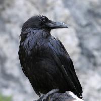 paukštis, juoda, piko Matthew Ragen - Dreamstime