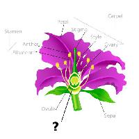 Pixwords Vaizdas su augalas, piešinys, kuokelis, Žiedlapis, gijų, kiaušialąstė Snapgalleria