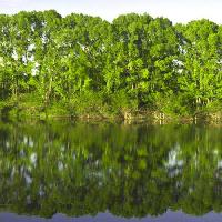 Pixwords Vaizdas su medis, medžiai, vanduo, žalia, ežeras Vadim Yerofeyev - Dreamstime