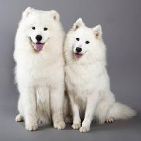 Pixwords Vaizdas su šuo, gyvūnas, baltas Lilun - Dreamstime