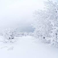 Pixwords Vaizdas su žiema, balta, medis Kutt Niinepuu - Dreamstime