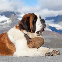 Pixwords Vaizdas su šuo, statinės, kalnų Swisshippo - Dreamstime